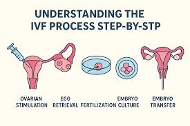 Understanding your IVF cycle.